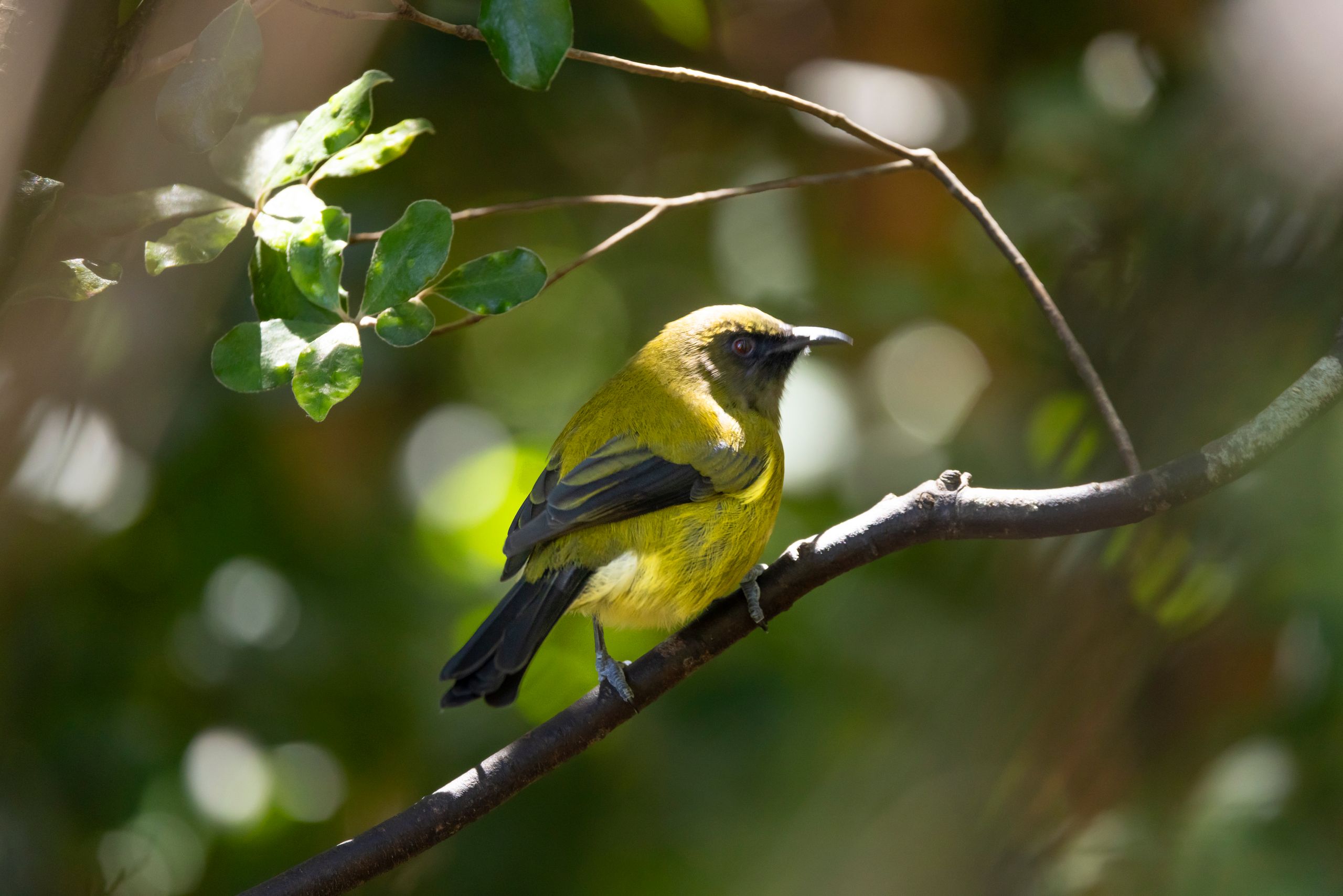 bird from Matangi Island